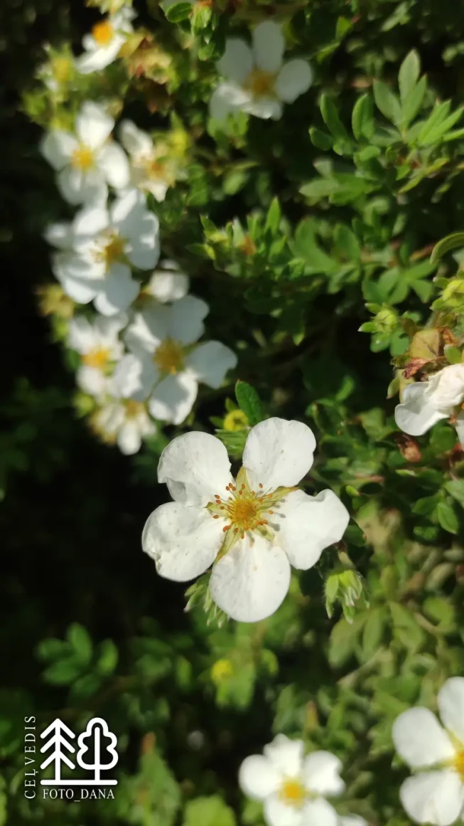 Potentilla fruticosa    'Eisprinzessin'